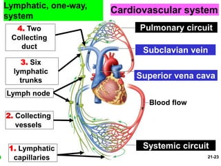 Anatomy of The lymphatic system of the human body. | PPTX