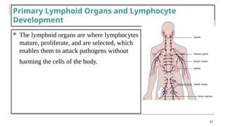 Primary Lymphoid Organs and Lymphocyte
Development
 The lymphoid organs are where lymphocytes
mature, proliferate, and are selected, which
enables them to attack pathogens without
harming the cells of the body.
21
 