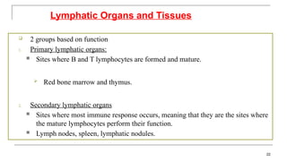  2 groups based on function
1. Primary lymphatic organs:
 Sites where B and T lymphocytes are formed and mature.
 Red bone marrow and thymus.
2. Secondary lymphatic organs
 Sites where most immune response occurs, meaning that they are the sites where
the mature lymphocytes perform their function.
 Lymph nodes, spleen, lymphatic nodules.
Lymphatic Organs and Tissues
22
 