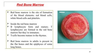 Red Bone Marrow
 Red bone marrow is the site of formation
of the blood elements: red blood cells,
white blood cells and platelets.
 Inside the red bone marrow
 B lymphocyte form and mature; T
lymphocytes are formed in the red bone
marrow but they’re immature.
 T-cells become mature in the thymus.
 Red bone marrow in adults is present in
the flat bones and the epiphyses of some
long bones.
24
 