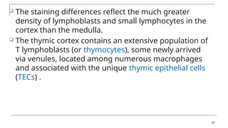 The staining differences reflect the much greater
density of lymphoblasts and small lymphocytes in the
cortex than the medulla.
 The thymic cortex contains an extensive population of
T lymphoblasts (or thymocytes), some newly arrived
via venules, located among numerous macrophages
and associated with the unique thymic epithelial cells
(TECs) .
27
 