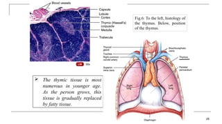  The thymic tissue is most
numerous in younger age.
As the person grows, this
tissue is gradually replaced
by fatty tissue.
28
Fig.6: To the left, histology of
the thymus. Below, position
of the thymus.
 