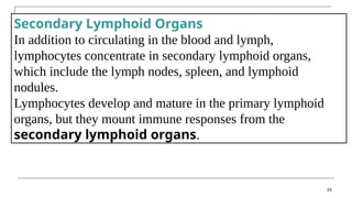 33
Secondary Lymphoid Organs
In addition to circulating in the blood and lymph,
lymphocytes concentrate in secondary lymphoid organs,
which include the lymph nodes, spleen, and lymphoid
nodules.
Lymphocytes develop and mature in the primary lymphoid
organs, but they mount immune responses from the
secondary lymphoid organs.
 
