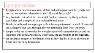 Lymph Nodes
 Lymph nodes function to remove debris and pathogens from the lymph, and
are thus sometimes referred to as the “filters of the lymph” .
 Any bacteria that infect the interstitial fluid are taken up by the lymphatic
capillaries and transported to a regional lymph node.
 Dendritic cells and macrophages within this organ internalize and kill many of
the pathogens that pass through, thereby removing them from the body.
 lymph nodes are surrounded by a tough capsule of connective tissue and are
separated into compartments by trabeculae, the extensions of the capsule.
 the structural support of the lymph node is provided by a series of reticular
fibers laid down by fibroblasts.
35
 