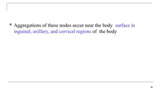  Aggregations of these nodes occur near the body surface in
inguinal, axillary, and cervical regions of the body
36
 