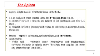  Largest single mass of lymphatic tissue in the body.
 It’s an oval, soft organ located in the left hypochondriac region.
 Its superior surface is smooth and related to the diaphragm and ribs 9,10
and 11.
 Its visceral surface is irregular and related to the stomach, pancreas, kidney
and colon.
 Stroma – capsule, trabeculae, reticular fibers, and fibroblasts.
 Parenchyma:
 White pulp – lymphatic tissue (lymphocytes and macrophages)
surrounds branches of splenic artery (the artery that supplies the spleen
and enters through the hilum).
The Spleen
44
 