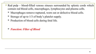  Red pulp – blood-filled venous sinuses surrounded by splenic cords which
contain red blood cells, macrophages, lymphocytes and plasma cells.
 Macrophages remove ruptured, worn out or defective blood cells.
 Storage of up to 1/3 of body’s platelet supply.
 Production of blood cells during fetal life.
 Function: Filter of Blood
45
 