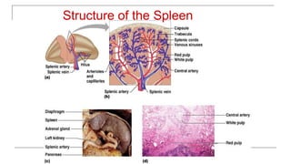 Lymphatic System
Figure34
20.6a-d
Structure of the Spleen
 