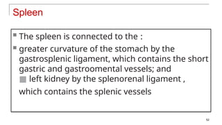 Spleen
 The spleen is connected to the :
 greater curvature of the stomach by the
gastrosplenic ligament, which contains the short
gastric and gastroomental vessels; and
■ left kidney by the splenorenal ligament ,
which contains the splenic vessels
52
 