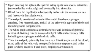  Upon entering the spleen, the splenic artery splits into several arterioles
(surrounded by white pulp) and eventually into sinusoids.
 Blood from the capillaries subsequently collects in the venous sinuses
and leaves via the splenic vein.
 The red pulp consists of reticular fibers with fixed macrophages
attached, free macrophages, and all of the other cells typical of the blood,
including some lymphocytes.
 The white pulp surrounds a central arteriole and consists of germinal
centers of dividing B cells surrounded by T cells and accessory cells,
including macrophages and dendritic cells.
 Thus, the red pulp primarily functions as a filtration system of the blood,
using cells of the relatively nonspecific immune response, and white
pulp is where adaptive T and B cell responses are mounted
55
 