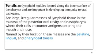 Tonsils are lymphoid nodules located along the inner surface of
the pharynx and are important in developing immunity to oral
pathogens.
Are large, irregular masses of lymphoid tissue in the
mucosa of the posterior oral cavity and nasopharynx
where their cells encounter antigens entering the
mouth and nose.
Named by their location these masses are the palatine,
lingual, and pharyngeal tonsils
59
 