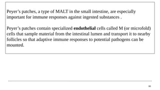 65
Peyer’s patches, a type of MALT in the small intestine, are especially
important for immune responses against ingested substances .
Peyer’s patches contain specialized endothelial cells called M (or microfold)
cells that sample material from the intestinal lumen and transport it to nearby
follicles so that adaptive immune responses to potential pathogens can be
mounted.
 