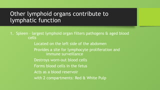Other lymphoid organs contribute to
lymphatic function
1. Spleen – largest lymphoid organ filters pathogens & aged blood
cells
Located on the left side of the abdomen
Provides a site for lymphocyte proliferation and
immune surveillance
Destroys worn-out blood cells
Forms blood cells in the fetus
Acts as a blood reservoir
with 2 compartments: Red & White Pulp
 