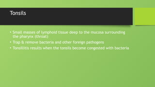 Tonsils
• Small masses of lymphoid tissue deep to the mucosa surrounding
the pharynx (throat)
• Trap & remove bacteria and other foreign pathogens
• Tonsillitis results when the tonsils become congested with bacteria
 