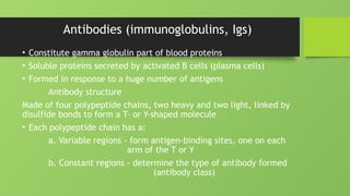 Antibodies (immunoglobulins, Igs)
• Constitute gamma globulin part of blood proteins
• Soluble proteins secreted by activated B cells (plasma cells)
• Formed in response to a huge number of antigens
Antibody structure
Made of four polypeptide chains, two heavy and two light, linked by
disulfide bonds to form a T- or Y-shaped molecule
• Each polypeptide chain has a:
a. Variable regions - form antigen-binding sites, one on each
arm of the T or Y
b. Constant regions - determine the type of antibody formed
(antibody class)
 
