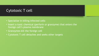Cytotoxic T cell
• Specialize in killing infected cells
• Insert a toxic chemical (perforin or granzyme) that enters the
foreign cell’s plasma membrane
• Granzymes kill the foreign cell
• Cytotoxic T cell detaches and seeks other targets
 