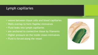 Lymph capillaries
• weave between tissue cells and blood capillaries
• Walls overlap to form flaplike minivalves
• Fluid leaks into lymph capillaries
• are anchored to connective tissue by filaments
• Higher pressure on the inside closes minivalves
• Fluid is forced along the vessel
 