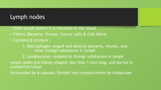 Lymph nodes
• filter lymph before it is returned to the blood
• Filters: Bacteria, Viruses, Cancer cells & Cell debris
• Contains & produce :
1. Macrophages—engulf and destroy bacteria, viruses, and
other foreign substances in lymph
2. Lymphocytes—respond to foreign substances in lymph
lymph nodes are kidney-shaped, less than 1 inch long, and buried in
connective tissue
Surrounded by a capsule; Divided into compartments by trabeculae
 