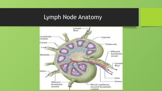 Lymph Node Anatomy
 