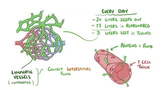 LYMPHATIC SYSTEM nursing anatomy and physiology | PDF
