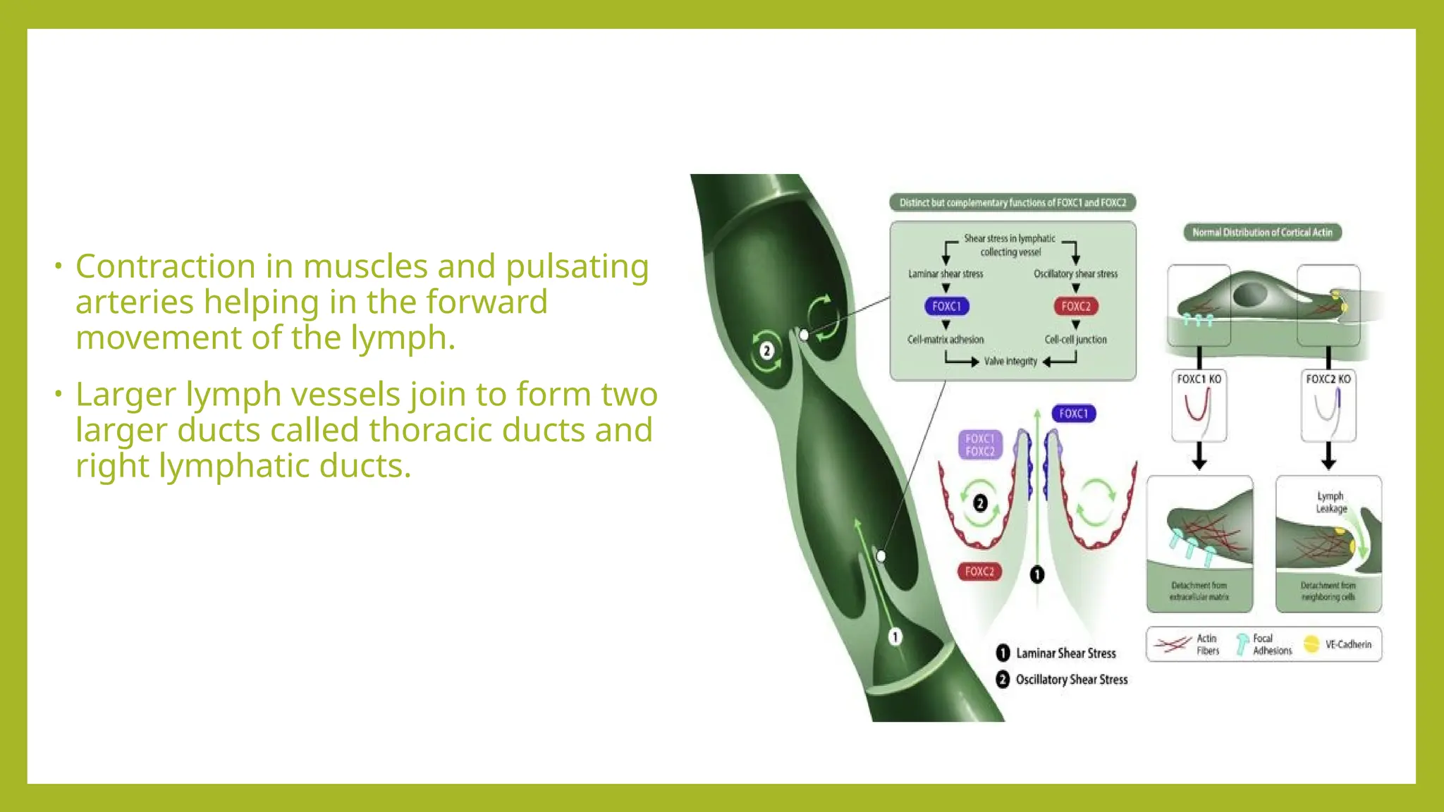 • Contraction in muscles and pulsating
arteries helping in the forward
movement of the lymph.
• Larger lymph vessels join to form two
larger ducts called thoracic ducts and
right lymphatic ducts.
 