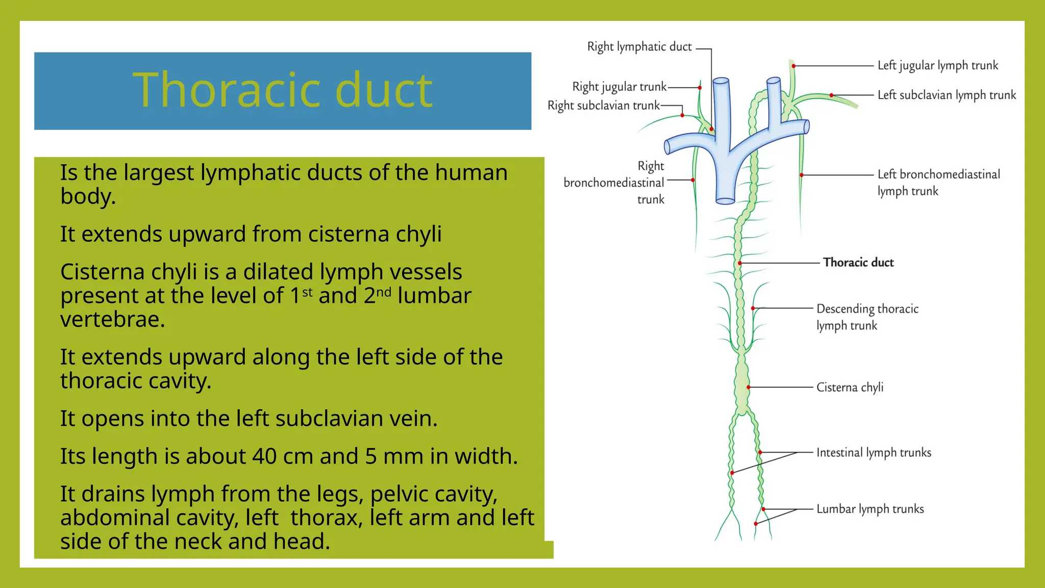 Thoracic duct
• Is the largest lymphatic ducts of the human
body.
• It extends upward from cisterna chyli
• Cisterna chyli is a dilated lymph vessels
present at the level of 1st
and 2nd
lumbar
vertebrae.
• It extends upward along the left side of the
thoracic cavity.
• It opens into the left subclavian vein.
• Its length is about 40 cm and 5 mm in width.
• It drains lymph from the legs, pelvic cavity,
abdominal cavity, left thorax, left arm and left
side of the neck and head.
 