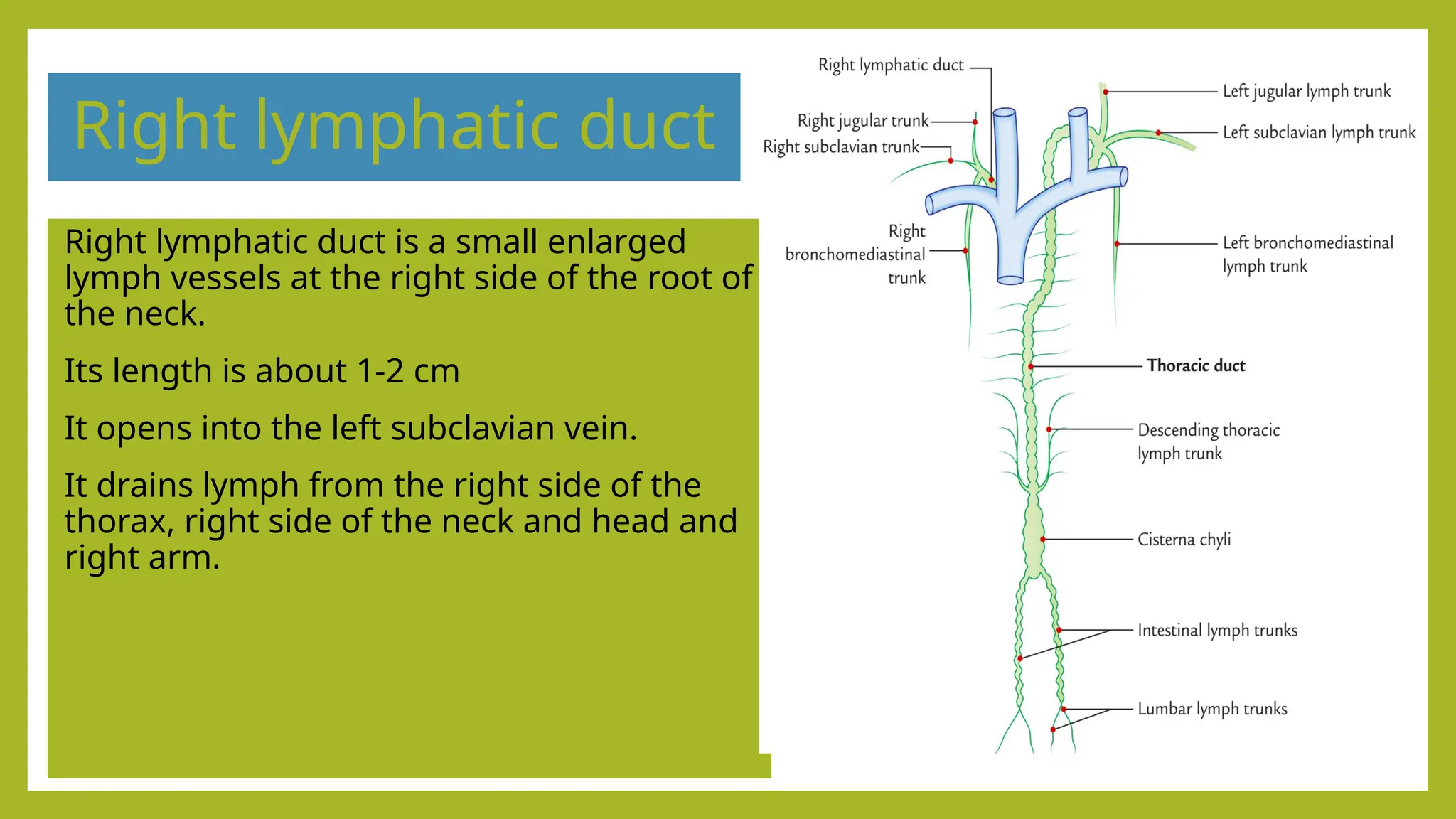 Right lymphatic duct
Right lymphatic duct is a small enlarged
lymph vessels at the right side of the root of
the neck.
Its length is about 1-2 cm
It opens into the left subclavian vein.
It drains lymph from the right side of the
thorax, right side of the neck and head and
right arm.
 