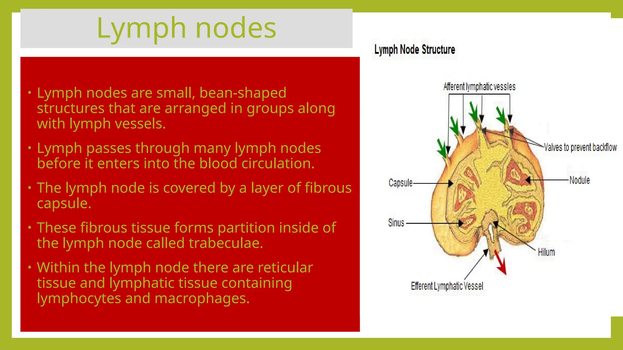 Lymph nodes
• Lymph nodes are small, bean-shaped
structures that are arranged in groups along
with lymph vessels.
• Lymph passes through many lymph nodes
before it enters into the blood circulation.
• The lymph node is covered by a layer of fibrous
capsule.
• These fibrous tissue forms partition inside of
the lymph node called trabeculae.
• Within the lymph node there are reticular
tissue and lymphatic tissue containing
lymphocytes and macrophages.
 