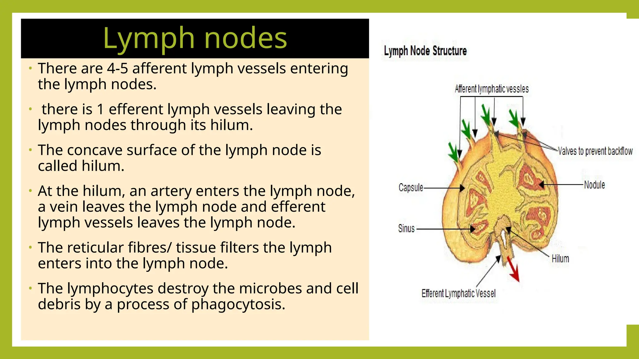 Lymph nodes
• There are 4-5 afferent lymph vessels entering
the lymph nodes.
• there is 1 efferent lymph vessels leaving the
lymph nodes through its hilum.
• The concave surface of the lymph node is
called hilum.
• At the hilum, an artery enters the lymph node,
a vein leaves the lymph node and efferent
lymph vessels leaves the lymph node.
• The reticular fibres/ tissue filters the lymph
enters into the lymph node.
• The lymphocytes destroy the microbes and cell
debris by a process of phagocytosis.
 