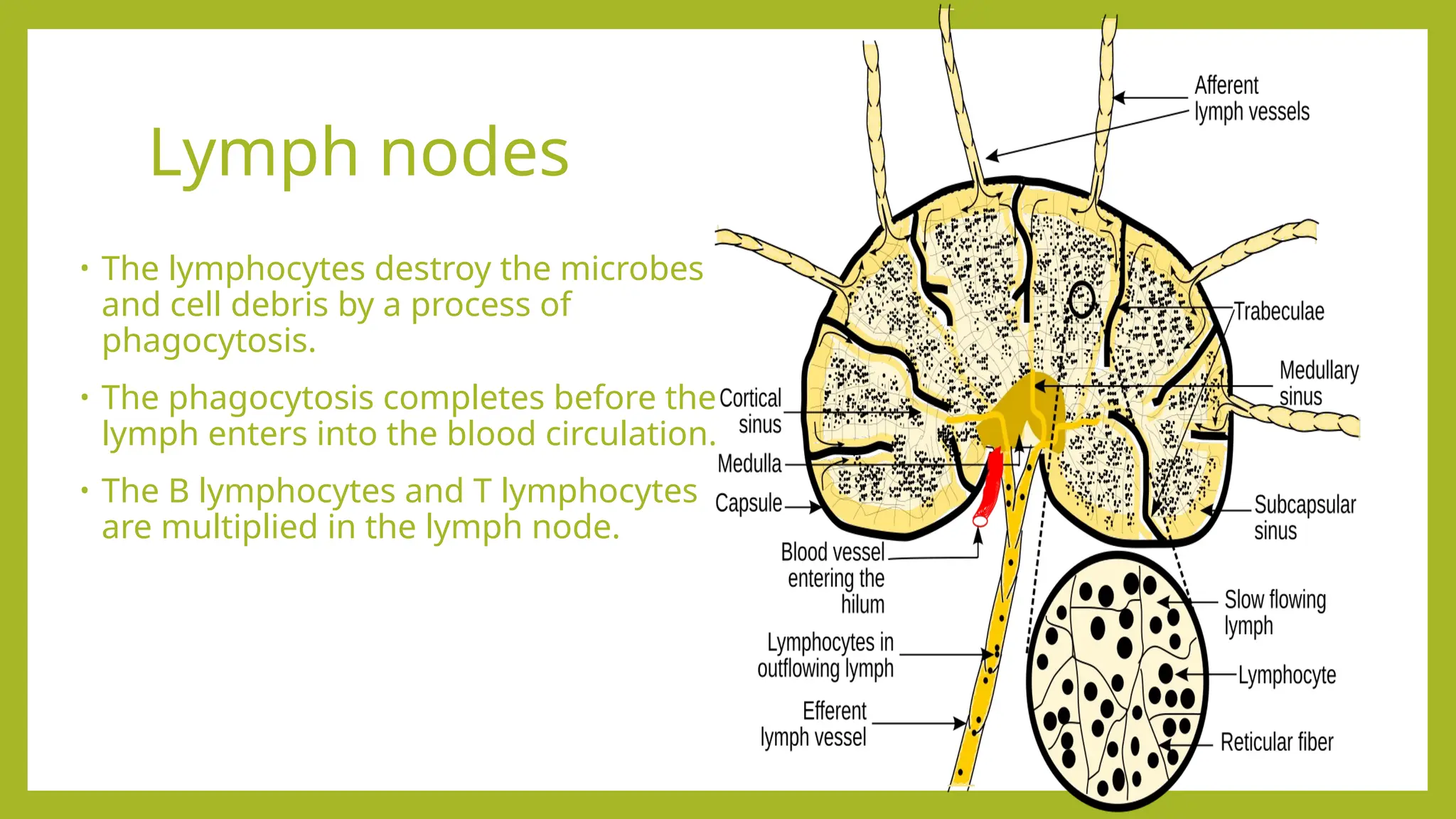 Lymph nodes
• The lymphocytes destroy the microbes
and cell debris by a process of
phagocytosis.
• The phagocytosis completes before the
lymph enters into the blood circulation.
• The B lymphocytes and T lymphocytes
are multiplied in the lymph node.
 