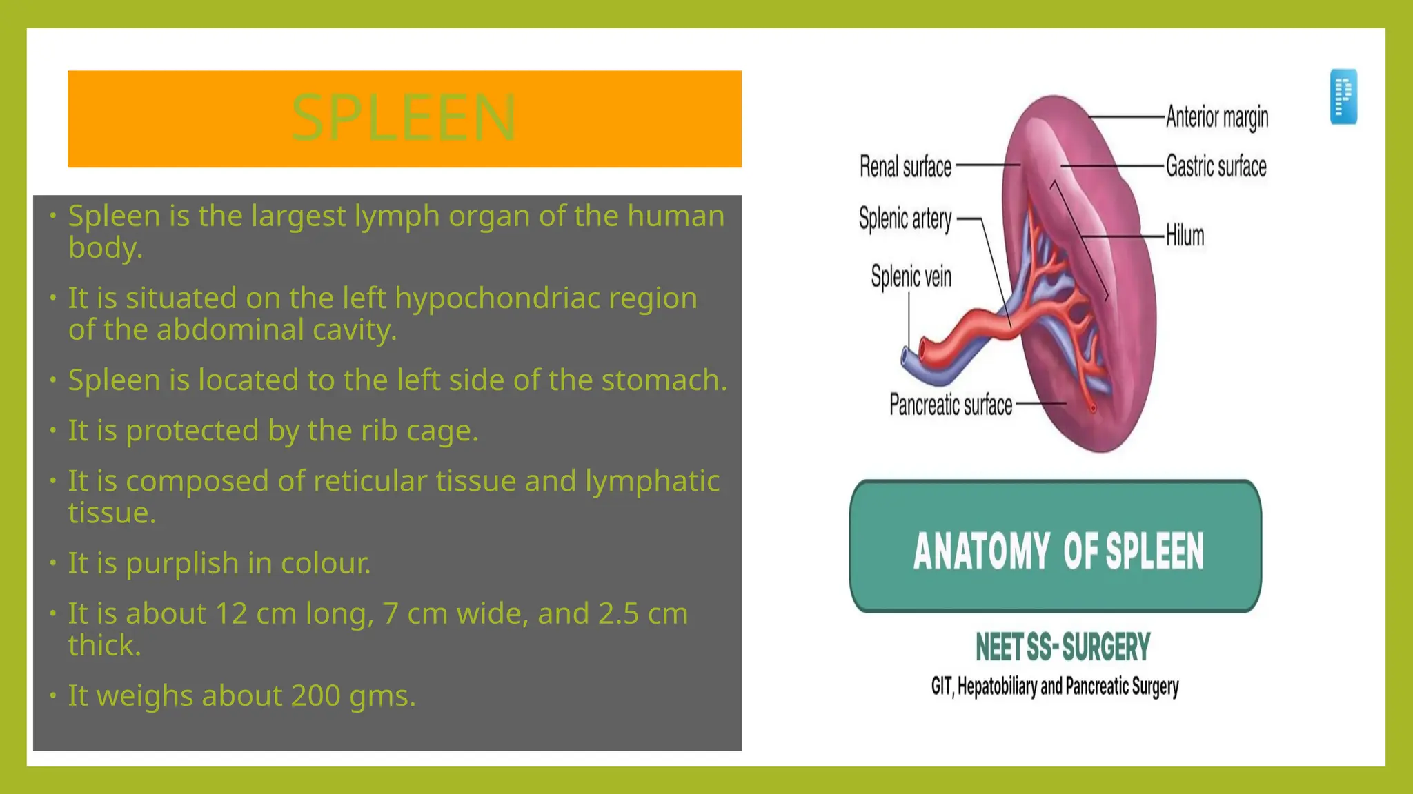 SPLEEN
• Spleen is the largest lymph organ of the human
body.
• It is situated on the left hypochondriac region
of the abdominal cavity.
• Spleen is located to the left side of the stomach.
• It is protected by the rib cage.
• It is composed of reticular tissue and lymphatic
tissue.
• It is purplish in colour.
• It is about 12 cm long, 7 cm wide, and 2.5 cm
thick.
• It weighs about 200 gms.
 
