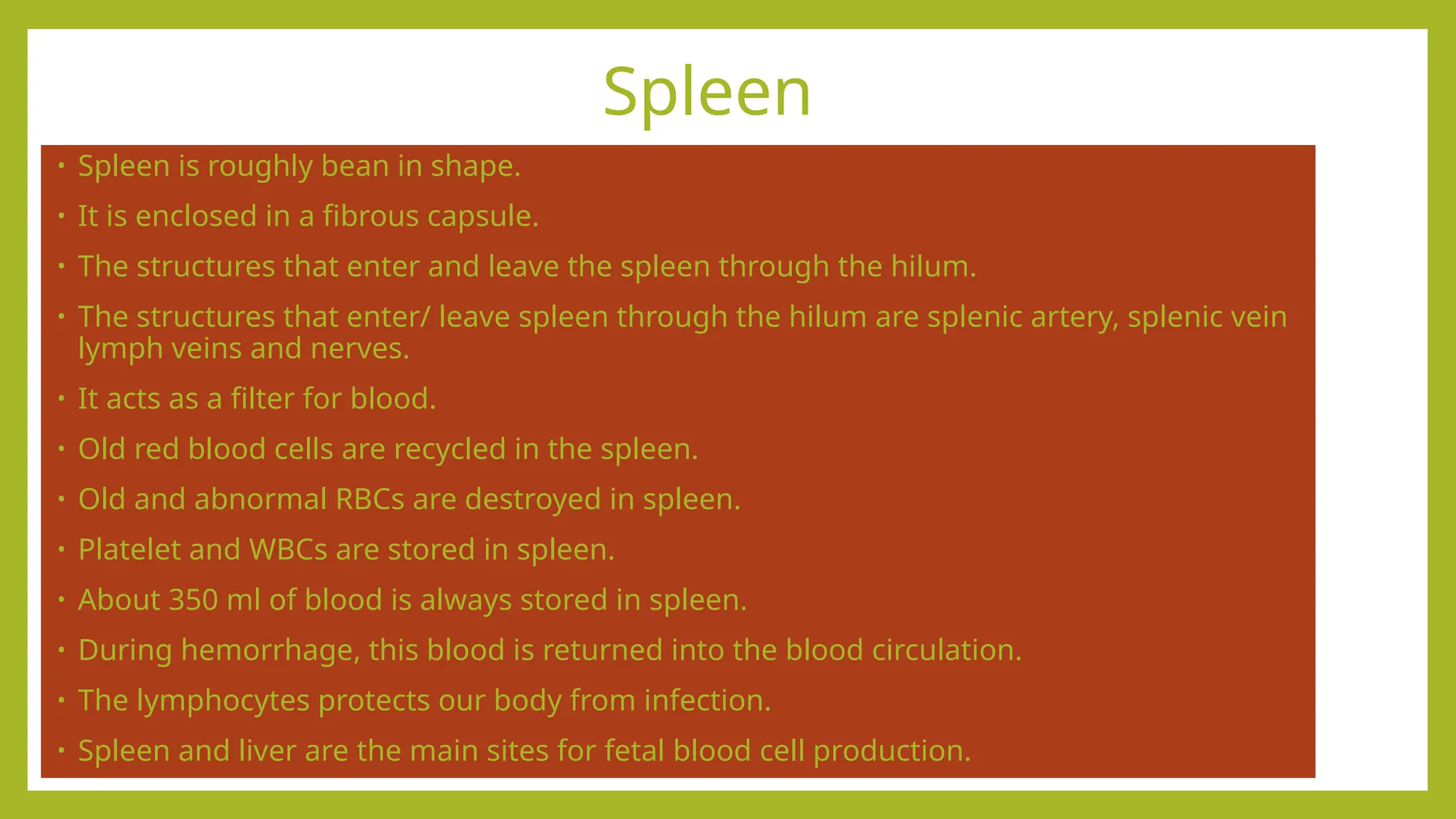 Spleen
• Spleen is roughly bean in shape.
• It is enclosed in a fibrous capsule.
• The structures that enter and leave the spleen through the hilum.
• The structures that enter/ leave spleen through the hilum are splenic artery, splenic vein
lymph veins and nerves.
• It acts as a filter for blood.
• Old red blood cells are recycled in the spleen.
• Old and abnormal RBCs are destroyed in spleen.
• Platelet and WBCs are stored in spleen.
• About 350 ml of blood is always stored in spleen.
• During hemorrhage, this blood is returned into the blood circulation.
• The lymphocytes protects our body from infection.
• Spleen and liver are the main sites for fetal blood cell production.
 