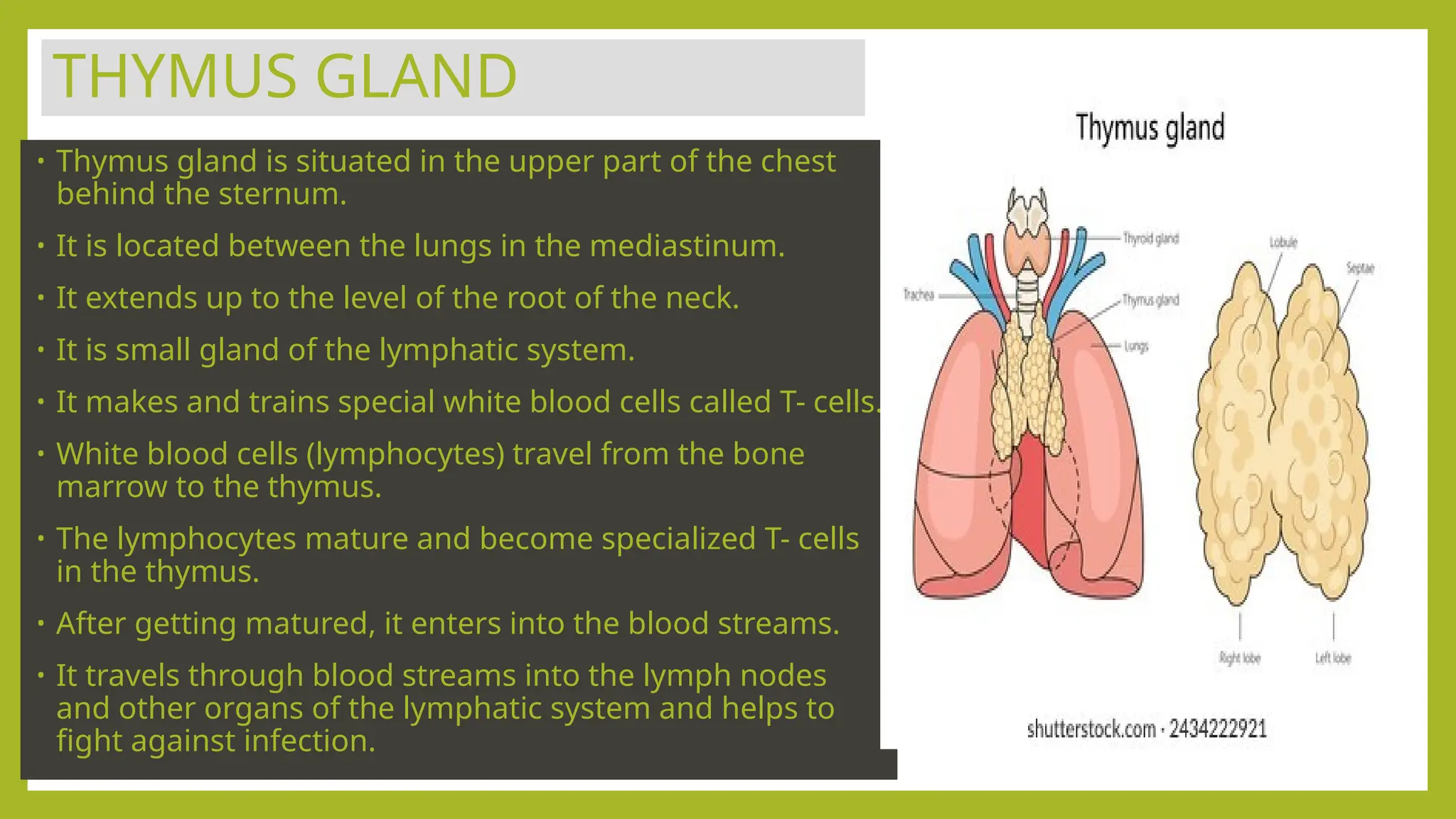 THYMUS GLAND
• Thymus gland is situated in the upper part of the chest
behind the sternum.
• It is located between the lungs in the mediastinum.
• It extends up to the level of the root of the neck.
• It is small gland of the lymphatic system.
• It makes and trains special white blood cells called T- cells.
• White blood cells (lymphocytes) travel from the bone
marrow to the thymus.
• The lymphocytes mature and become specialized T- cells
in the thymus.
• After getting matured, it enters into the blood streams.
• It travels through blood streams into the lymph nodes
and other organs of the lymphatic system and helps to
fight against infection.
 