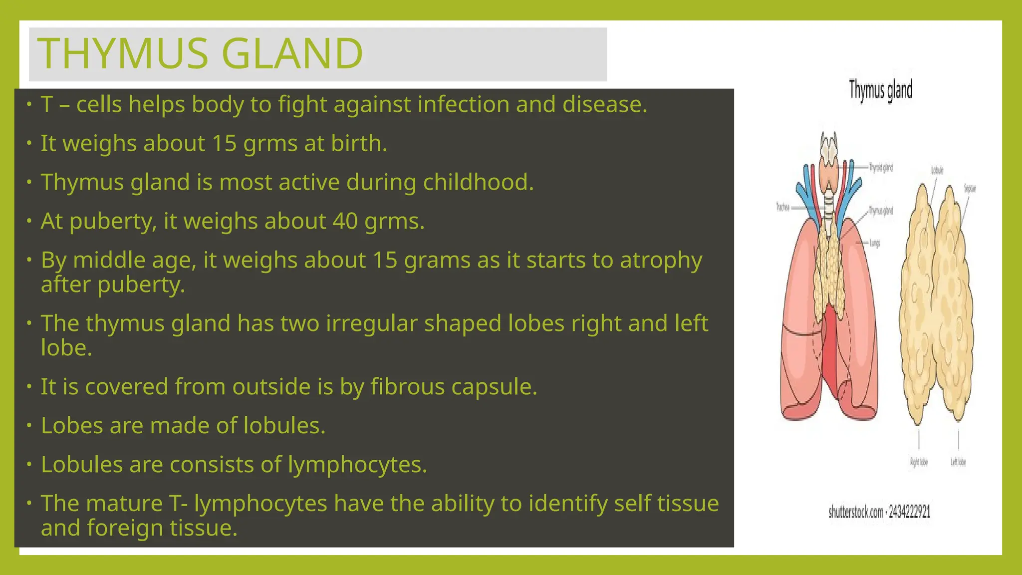 THYMUS GLAND
• T – cells helps body to fight against infection and disease.
• It weighs about 15 grms at birth.
• Thymus gland is most active during childhood.
• At puberty, it weighs about 40 grms.
• By middle age, it weighs about 15 grams as it starts to atrophy
after puberty.
• The thymus gland has two irregular shaped lobes right and left
lobe.
• It is covered from outside is by fibrous capsule.
• Lobes are made of lobules.
• Lobules are consists of lymphocytes.
• The mature T- lymphocytes have the ability to identify self tissue
and foreign tissue.
 