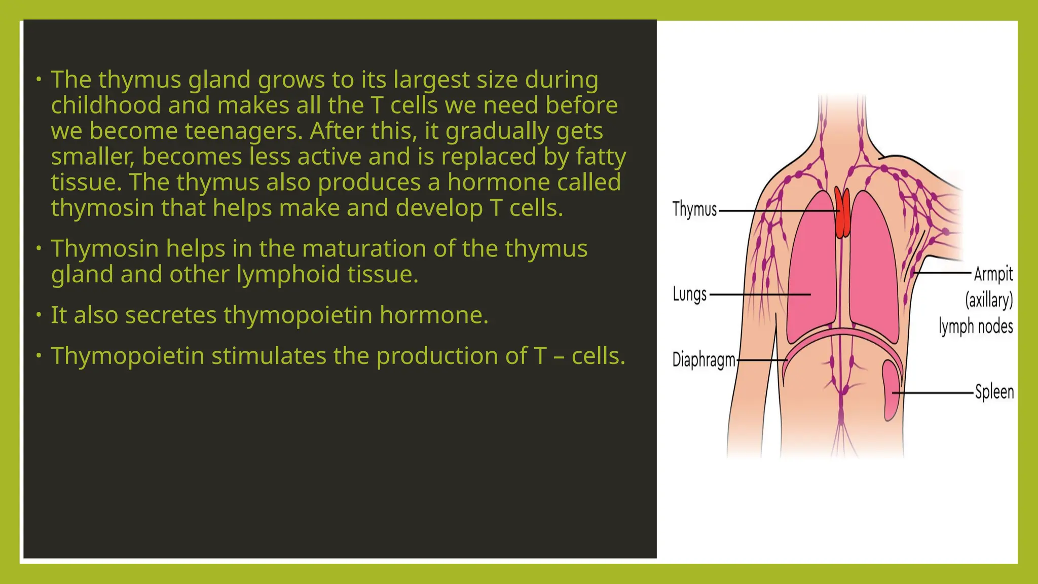 • The thymus gland grows to its largest size during
childhood and makes all the T cells we need before
we become teenagers. After this, it gradually gets
smaller, becomes less active and is replaced by fatty
tissue. The thymus also produces a hormone called
thymosin that helps make and develop T cells.
• Thymosin helps in the maturation of the thymus
gland and other lymphoid tissue.
• It also secretes thymopoietin hormone.
• Thymopoietin stimulates the production of T – cells.
 
