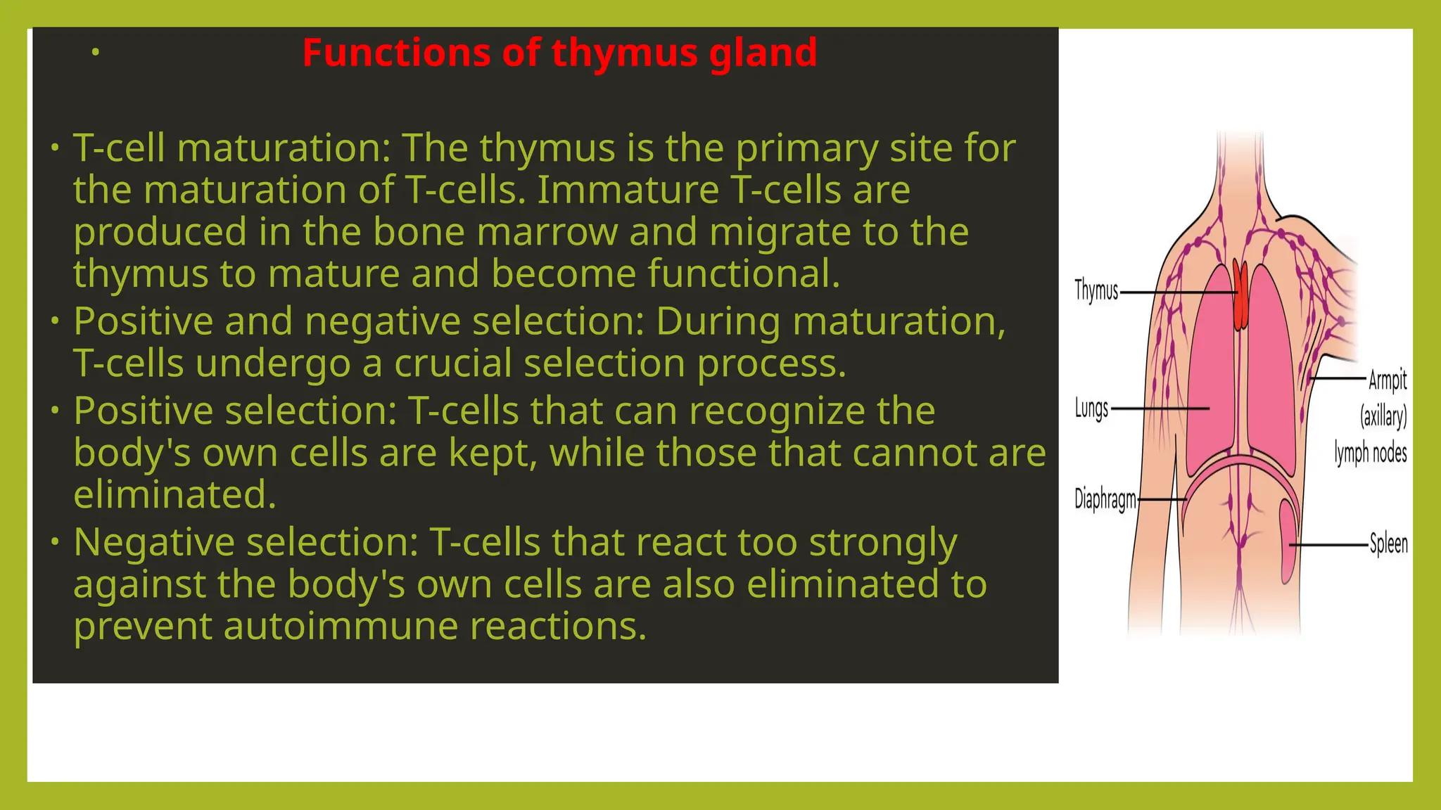 • Functions of thymus gland
• T-cell maturation: The thymus is the primary site for
the maturation of T-cells. Immature T-cells are
produced in the bone marrow and migrate to the
thymus to mature and become functional.
• Positive and negative selection: During maturation,
T-cells undergo a crucial selection process.
• Positive selection: T-cells that can recognize the
body's own cells are kept, while those that cannot are
eliminated.
• Negative selection: T-cells that react too strongly
against the body's own cells are also eliminated to
prevent autoimmune reactions.
 