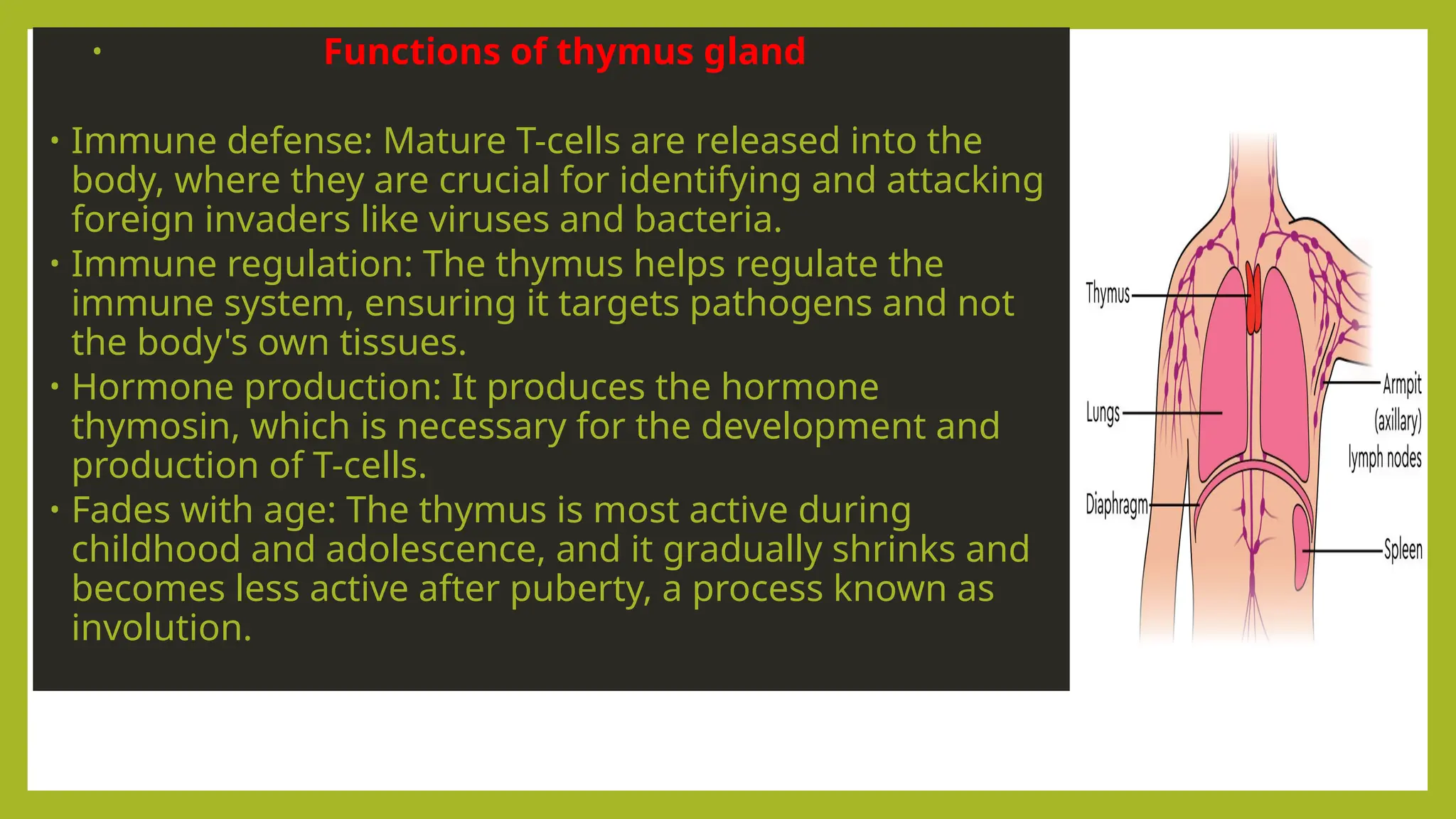 • Functions of thymus gland
• Immune defense: Mature T-cells are released into the
body, where they are crucial for identifying and attacking
foreign invaders like viruses and bacteria.
• Immune regulation: The thymus helps regulate the
immune system, ensuring it targets pathogens and not
the body's own tissues.
• Hormone production: It produces the hormone
thymosin, which is necessary for the development and
production of T-cells.
• Fades with age: The thymus is most active during
childhood and adolescence, and it gradually shrinks and
becomes less active after puberty, a process known as
involution.
 