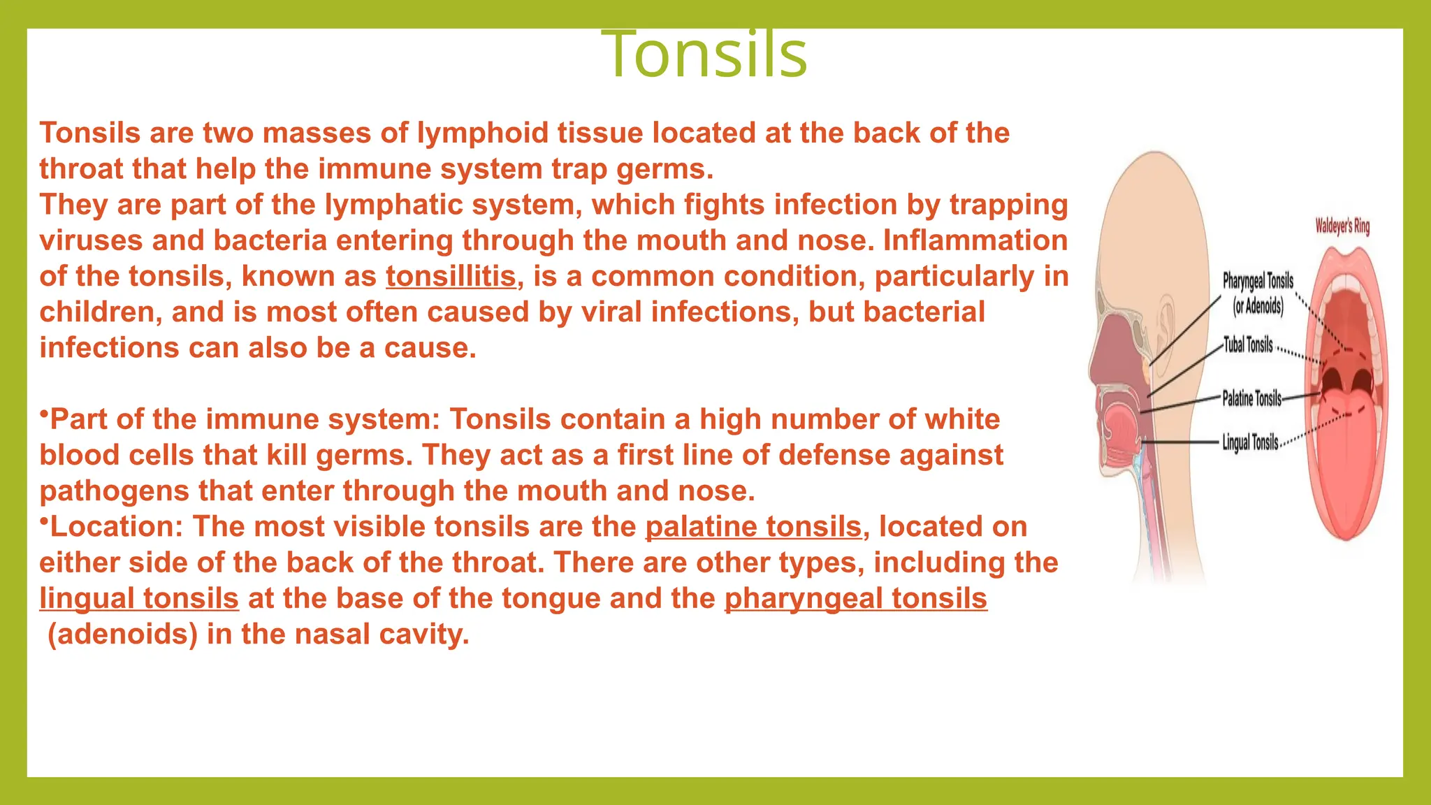 Tonsils
Tonsils are two masses of lymphoid tissue located at the back of the
throat that help the immune system trap germs.
They are part of the lymphatic system, which fights infection by trapping
viruses and bacteria entering through the mouth and nose. Inflammation
of the tonsils, known as tonsillitis, is a common condition, particularly in
children, and is most often caused by viral infections, but bacterial
infections can also be a cause.
•Part of the immune system: Tonsils contain a high number of white
blood cells that kill germs. They act as a first line of defense against
pathogens that enter through the mouth and nose.
•Location: The most visible tonsils are the palatine tonsils, located on
either side of the back of the throat. There are other types, including the
lingual tonsils at the base of the tongue and the pharyngeal tonsils
(adenoids) in the nasal cavity.
 