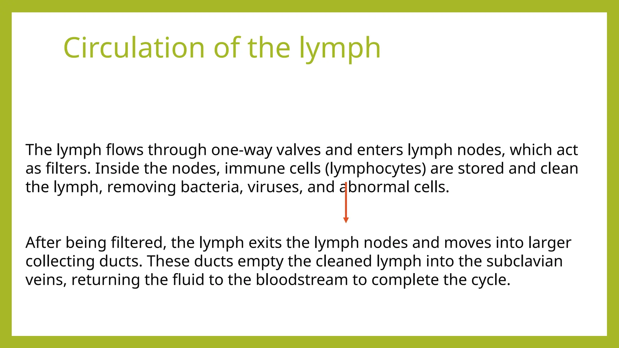 Circulation of the lymph
The lymph flows through one-way valves and enters lymph nodes, which act
as filters. Inside the nodes, immune cells (lymphocytes) are stored and clean
the lymph, removing bacteria, viruses, and abnormal cells.
After being filtered, the lymph exits the lymph nodes and moves into larger
collecting ducts. These ducts empty the cleaned lymph into the subclavian
veins, returning the fluid to the bloodstream to complete the cycle.
 