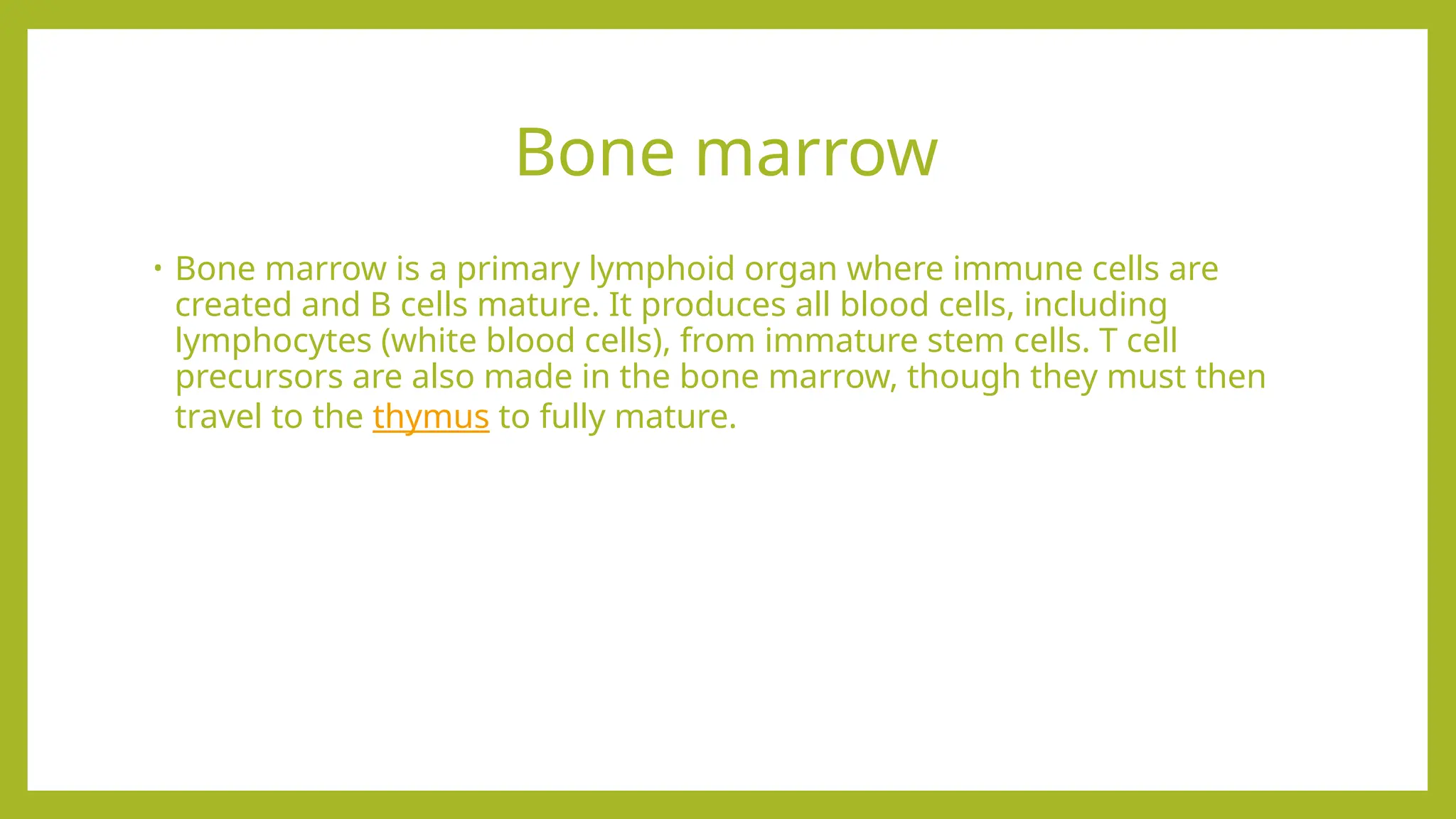 Bone marrow
• Bone marrow is a primary lymphoid organ where immune cells are
created and B cells mature. It produces all blood cells, including
lymphocytes (white blood cells), from immature stem cells. T cell
precursors are also made in the bone marrow, though they must then
travel to the thymus to fully mature.
 
