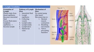 Comprehensive Overview of the Human Lymphatic System: Organs, Vessels ...