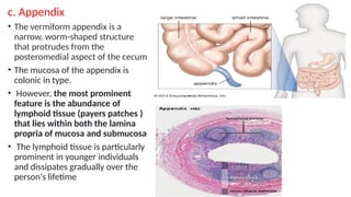 Lymphatic System - Anatomy.pptx of human | PPTX