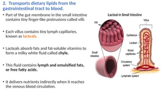 Lymphatic System - Anatomy.pptx of human | PPTX