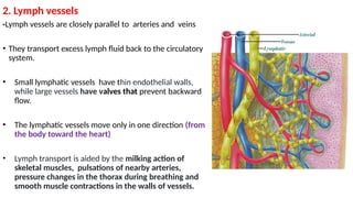 Lymphatic System - Anatomy.pptx of human | PPTX