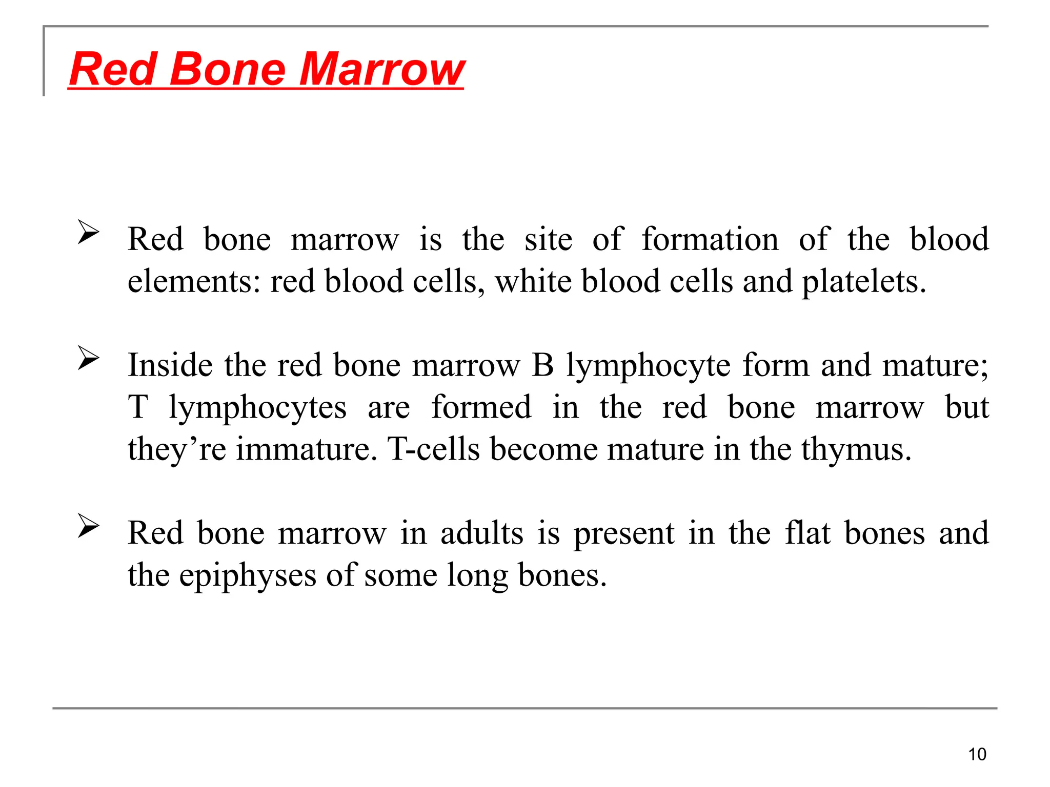 Red Bone Marrow
 Red bone marrow is the site of formation of the blood
elements: red blood cells, white blood cells and platelets.
 Inside the red bone marrow B lymphocyte form and mature;
T lymphocytes are formed in the red bone marrow but
they’re immature. T-cells become mature in the thymus.
 Red bone marrow in adults is present in the flat bones and
the epiphyses of some long bones.
10
 