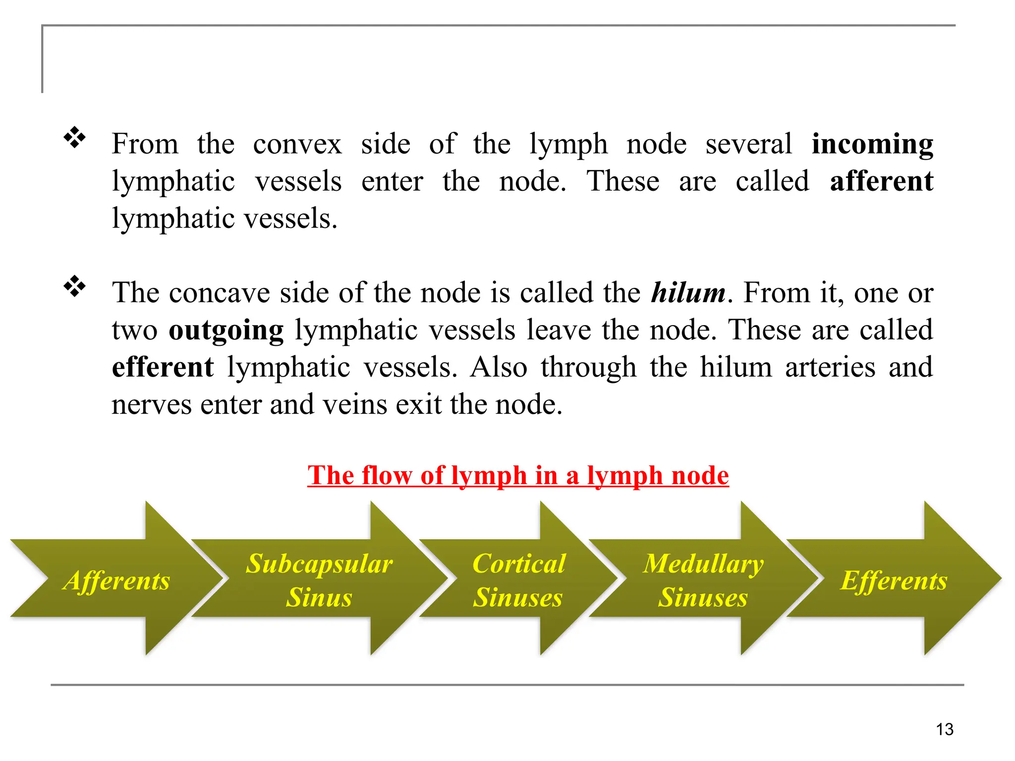 Subcapsular
Sinus
Afferents
Cortical
Sinuses
Medullary
Sinuses
Efferents
 From the convex side of the lymph node several incoming
lymphatic vessels enter the node. These are called afferent
lymphatic vessels.
 The concave side of the node is called the hilum. From it, one or
two outgoing lymphatic vessels leave the node. These are called
efferent lymphatic vessels. Also through the hilum arteries and
nerves enter and veins exit the node.
13
The flow of lymph in a lymph node
 