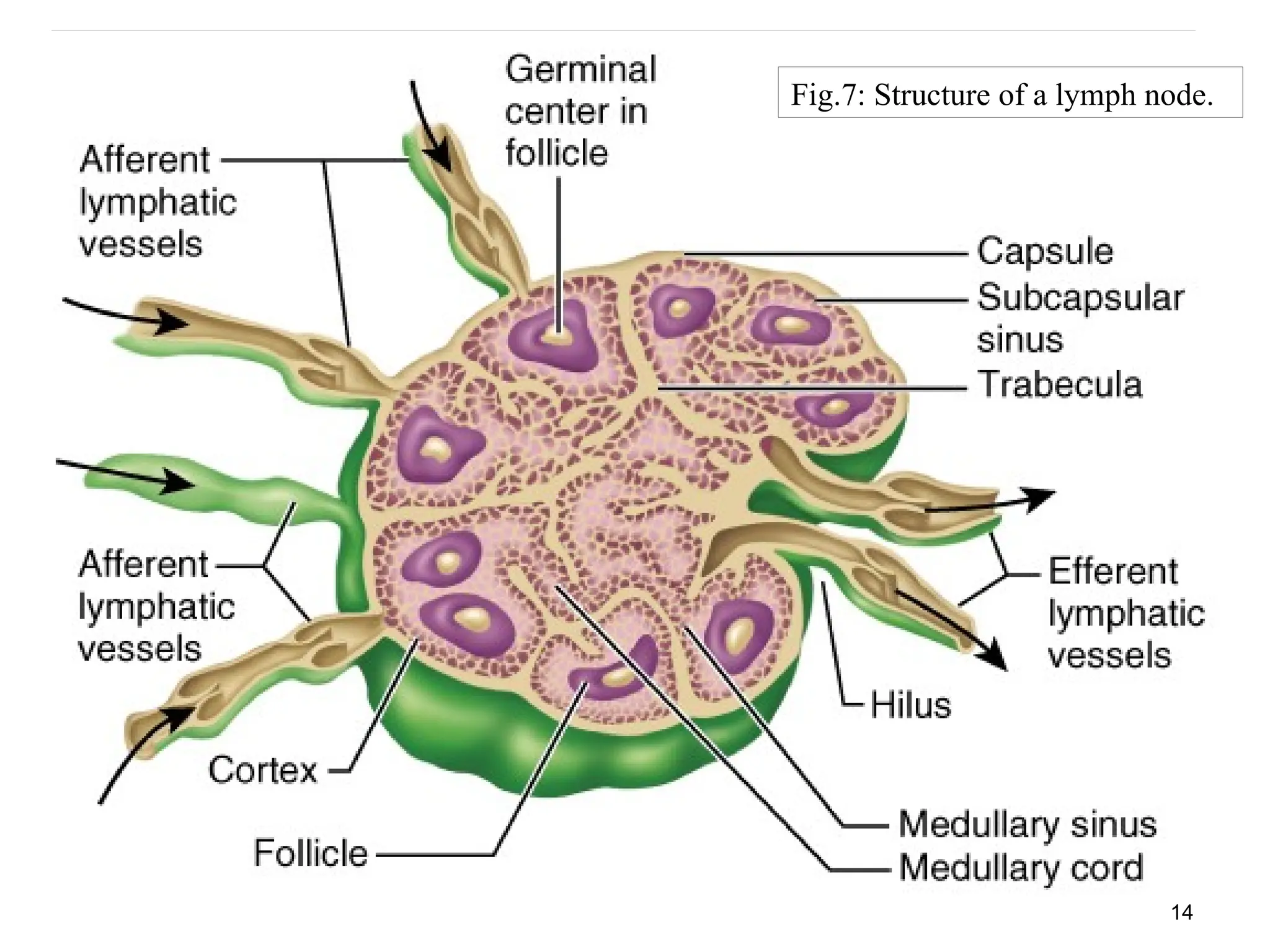 14
Fig.7: Structure of a lymph node.
 