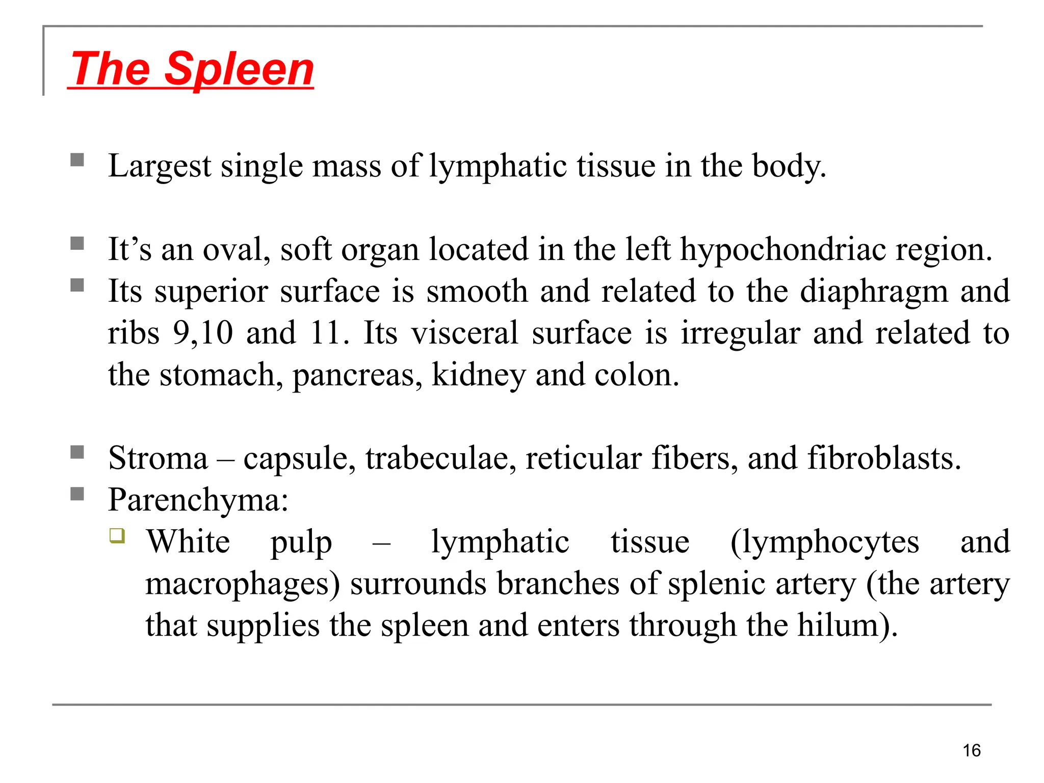  Largest single mass of lymphatic tissue in the body.
 It’s an oval, soft organ located in the left hypochondriac region.
 Its superior surface is smooth and related to the diaphragm and
ribs 9,10 and 11. Its visceral surface is irregular and related to
the stomach, pancreas, kidney and colon.
 Stroma – capsule, trabeculae, reticular fibers, and fibroblasts.
 Parenchyma:
 White pulp – lymphatic tissue (lymphocytes and
macrophages) surrounds branches of splenic artery (the artery
that supplies the spleen and enters through the hilum).
The Spleen
16
 