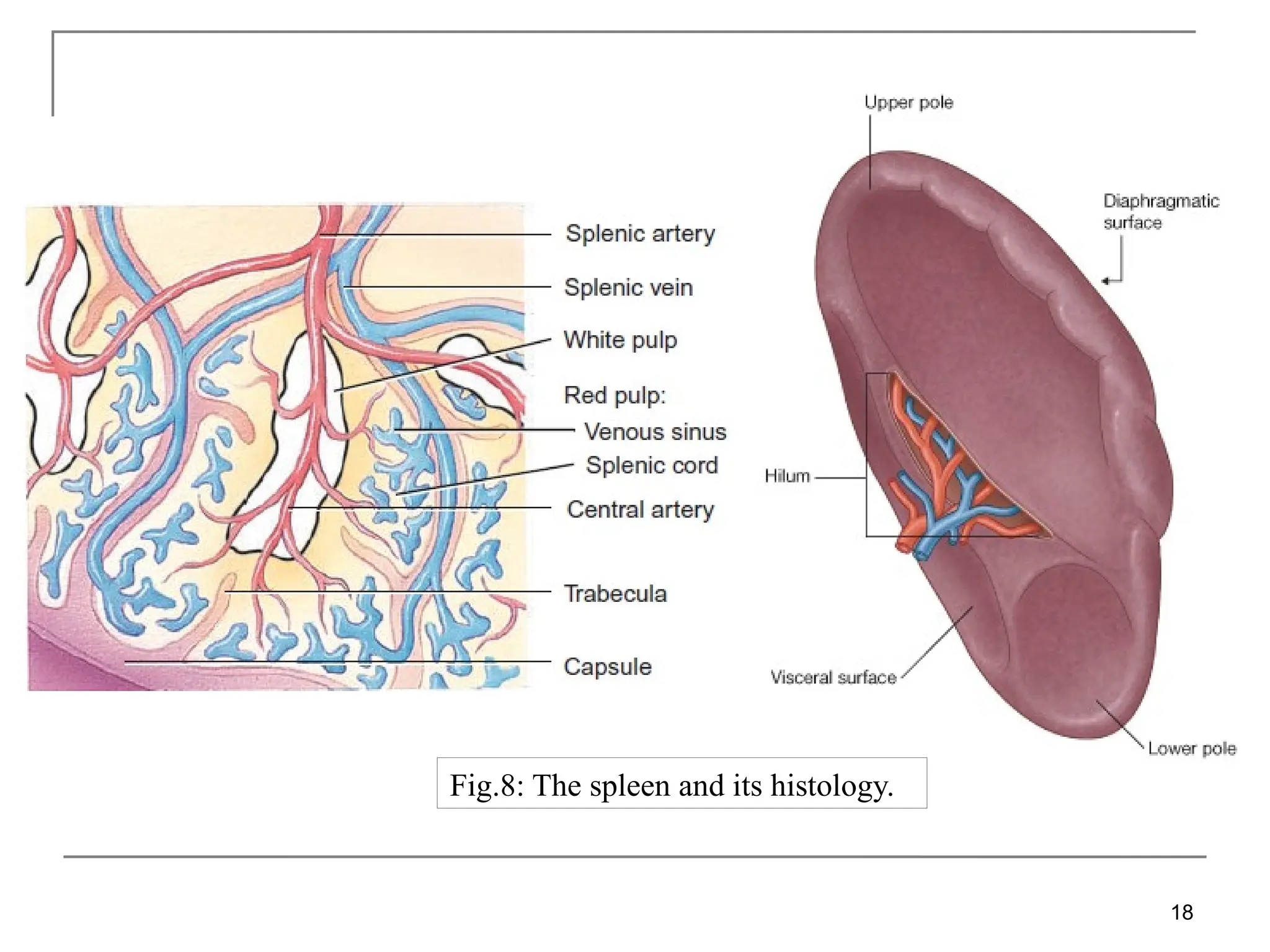 18
Fig.8: The spleen and its histology.
 