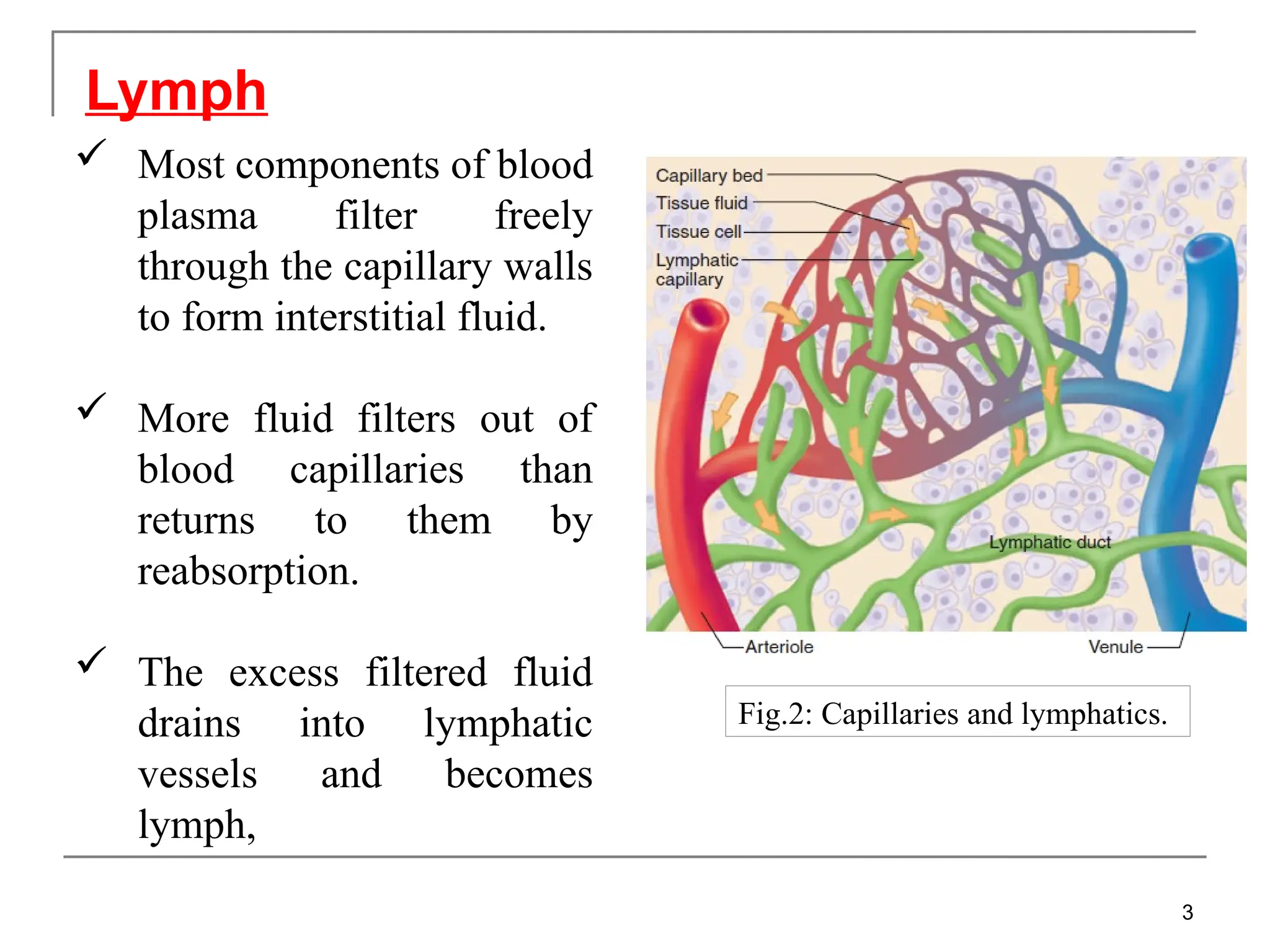 Lymph
 Most components of blood
plasma filter freely
through the capillary walls
to form interstitial fluid.
 More fluid filters out of
blood capillaries than
returns to them by
reabsorption.
 The excess filtered fluid
drains into lymphatic
vessels and becomes
lymph,
3
Fig.2: Capillaries and lymphatics.
 